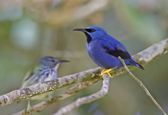 Framed Print : Shining Honeycreeper (Cyanerpes lucidus isthmicus) adult male, perched on twig, with female in background, Cerro Azul Framed Print : Shining Honeycreeper (Cyanerpes lucidus isthmicus) adult male, perched on twig, with female in background, Cerro Azul