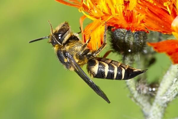 Shiny-vented Sharp-tail Bee (Coelioxys inermis) adult female, on Orange Hawkbit (Hieracium villosum) flower, Powys