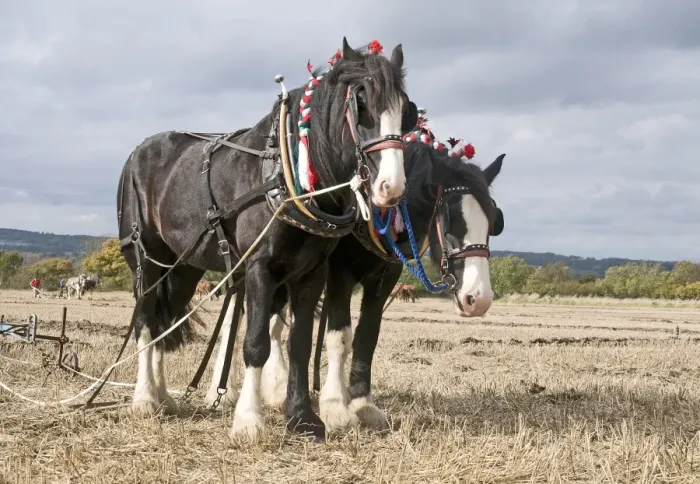 Framed Print : Shire Horse, two adults, working, team at ploughing match, Hampshire, England