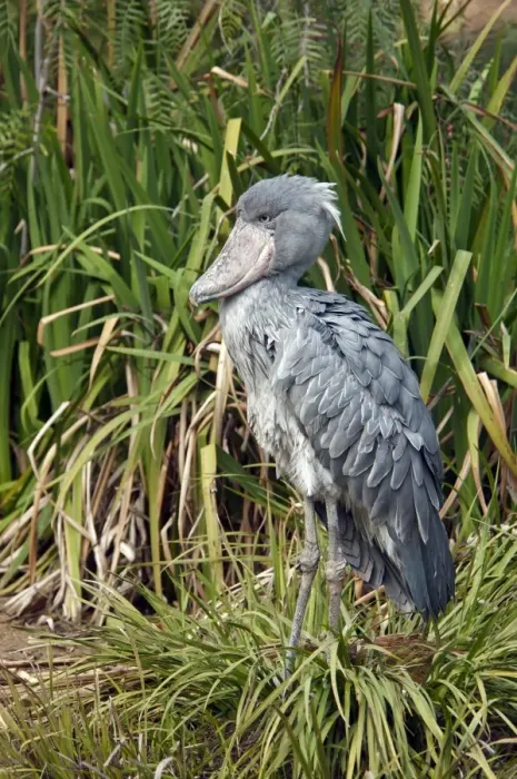 Framed Print : Shoebill (Balaeniceps rex) adult, standing amongst vegetation (captive) Framed Print : Shoebill (Balaeniceps rex) adult, standing amongst vegetation (captive)