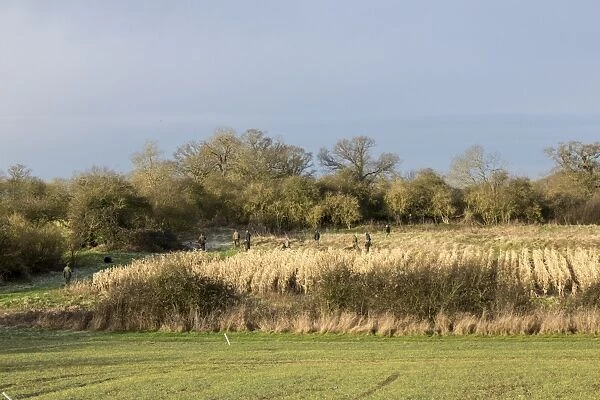 Shoot beaters flushing Pheasants from maize cover crop. Suffolk