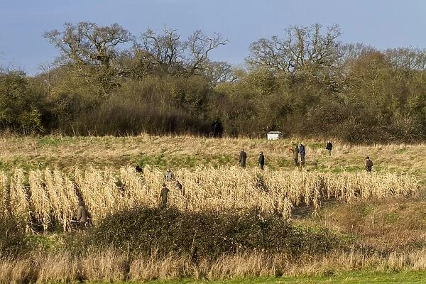 Shoot beaters flushing Pheasants from maize cover crop, Suffolk January