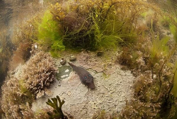 Shore Clingfish (Lepadogaster lepadogaster) adult, resting on rock amongst seaweed in rockpool habitat, Cornwall