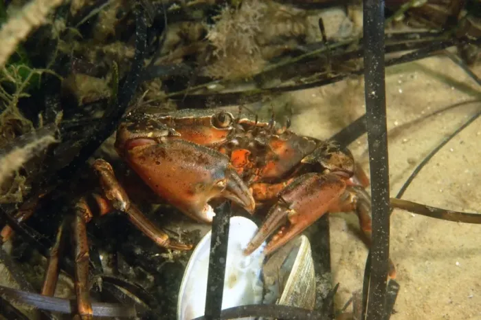 Framed Print : Shore Crab (Carcinus maenas) adult, feeding on clam, Studland Bay, Isle of Purbeck, Dorset, England, September