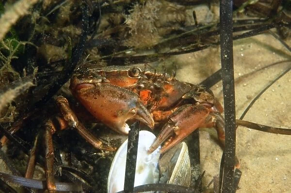 Shore Crab (Carcinus maenas) adult, feeding on clam, Studland Bay, Isle of Purbeck, Dorset, England, September