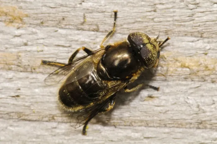 Framed Print : Shore Hoverfly (Eristalinus aeneus) adult, resting on wooden fence, West Canvey Marshes RSPB Reserve, Canvey Island Framed Print : Shore Hoverfly (Eristalinus aeneus) adult, resting on wooden fence, West Canvey Marshes RSPB Reserve, Canvey Island