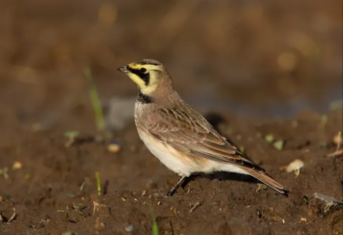 Framed Print : Shore Lark (Eremophila alpestris) adult, standing in arable field, Norfolk, England, november Framed Print : Shore Lark (Eremophila alpestris) adult, standing in arable field, Norfolk, England, november