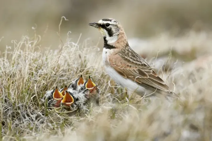 Framed Print : Shore Lark (Eremophila alpestris) adult female, breeding plumage, with chicks begging at nest, Nunavut, Canada, July Framed Print : Shore Lark (Eremophila alpestris) adult female, breeding plumage, with chicks begging at nest, Nunavut, Canada, July