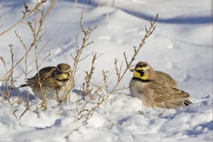 Framed Print : Shore Lark (Eremophila alpestris) two adult males, feeding on seeds in snow, Bosque del Apache National Wildlife Refuge, New Mexico, U. S. A. december