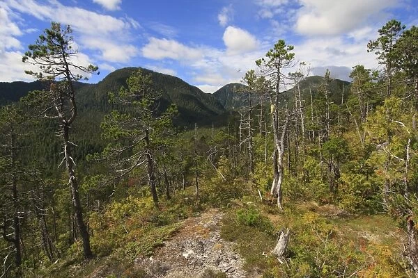 Shore Pine (Pinus contorta contorta) habit, growing in temperate coastal rainforest habitat, Pooley Island