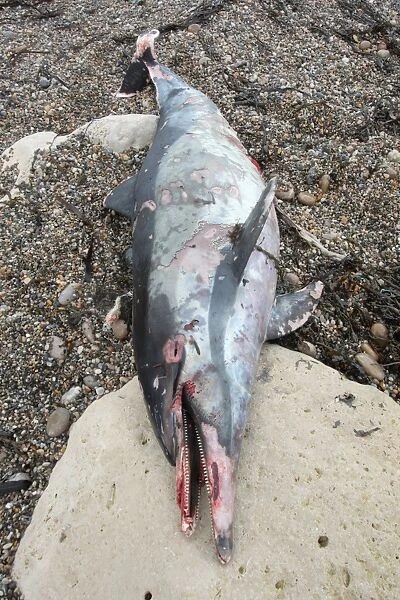 Short-beaked Common Dolphin (Delphinus delphis) dead adult, washed up on beach, Chesil Beach, Dorset, England, december