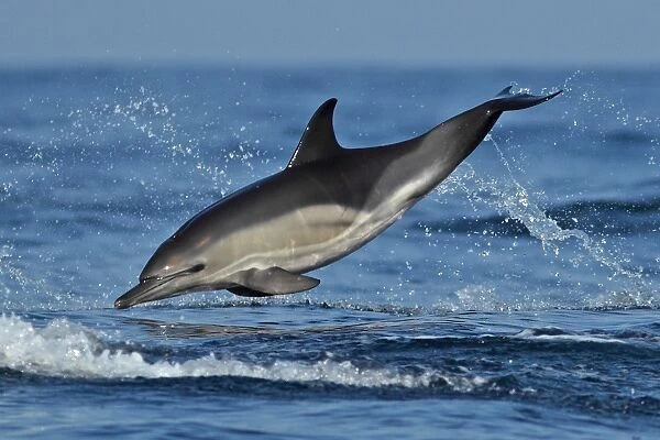 Short-beaked Common Dolphin (Delphinus delphis) adult, leaping from sea, Algarve, Portugal, october