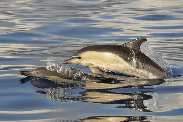 Short-beaked Common Dolphin (Delphinus delphis) two adults, porpoising, Azores, June