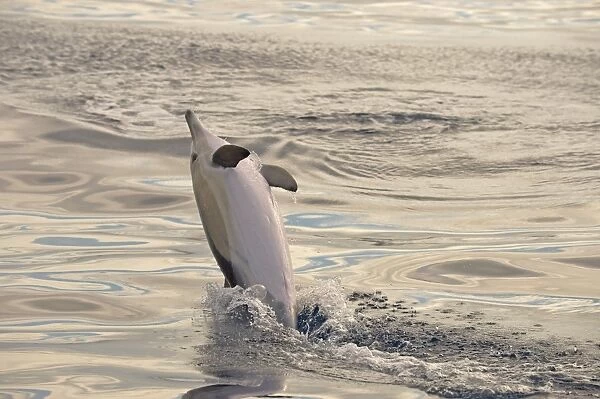 Short-beaked Common Dolphin (Delphinus delphis) adult, leaping out of water, Azores, June