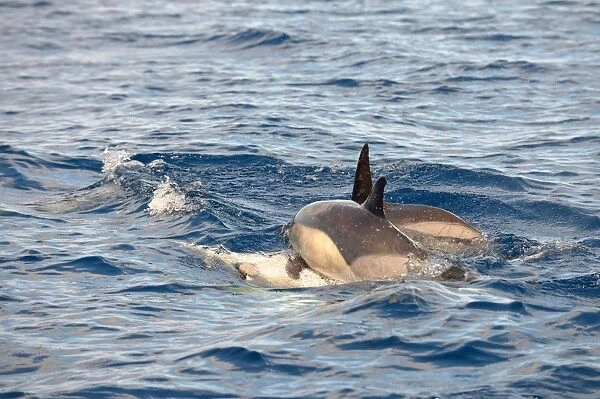 Short-beaked Common Dolphin (Delphinus delphis) adult pair, mating at ocean surface, Azores, June