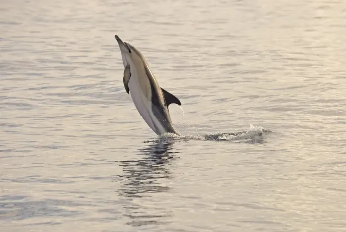 Framed Print : Short-beaked Common Dolphin (Delphinus delphis) adult, leaping out off water, Azores, June Framed Print : Short-beaked Common Dolphin (Delphinus delphis) adult, leaping out off water, Azores, June