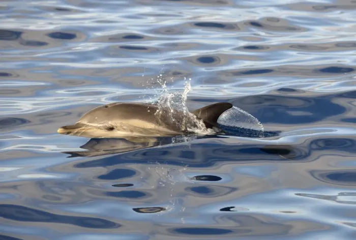 Framed Print : Short-beaked Common Dolphin (Delphinus delphis) adult, porpoising, Azores, June Framed Print : Short-beaked Common Dolphin (Delphinus delphis) adult, porpoising, Azores, June