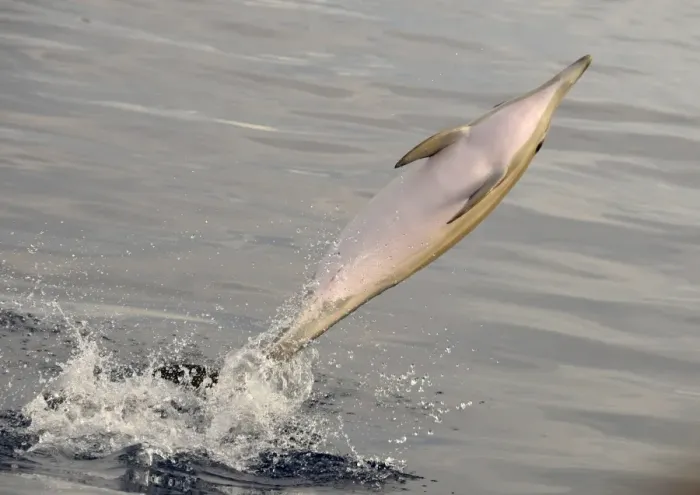 Framed Print : Short-beaked Common Dolphin (Delphinus delphis) adult, leaping out of water, Azores, June Framed Print : Short-beaked Common Dolphin (Delphinus delphis) adult, leaping out of water, Azores, June