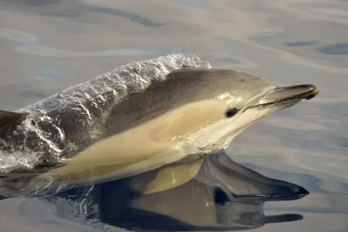 Framed Print : Short-beaked Common Dolphin (Delphinus delphis) adult, close-up of head, porpoising, Azores, June Framed Print : Short-beaked Common Dolphin (Delphinus delphis) adult, close-up of head, porpoising, Azores, June