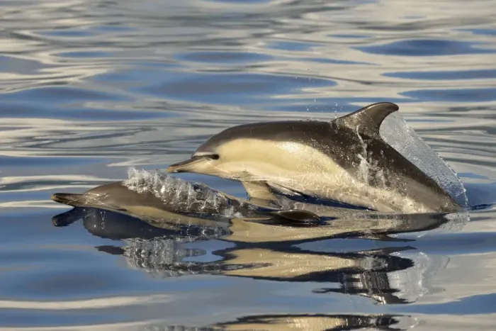 Framed Print : Short-beaked Common Dolphin (Delphinus delphis) two adults, porpoising, Azores, June Framed Print : Short-beaked Common Dolphin (Delphinus delphis) two adults, porpoising, Azores, June