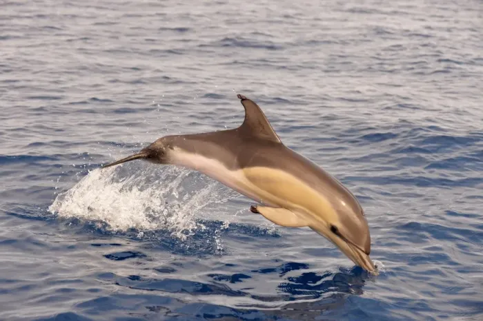 Framed Print : Short-beaked Common Dolphin (Delphinus delphis) calf, porpoising, Azores, June