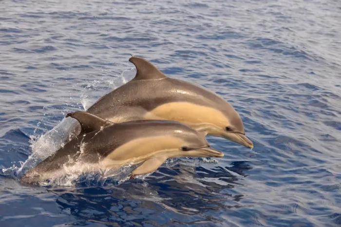 Framed Print : Short-beaked Common Dolphin (Delphinus delphis) two calves, porpoising, Azores, June Framed Print : Short-beaked Common Dolphin (Delphinus delphis) two calves, porpoising, Azores, June