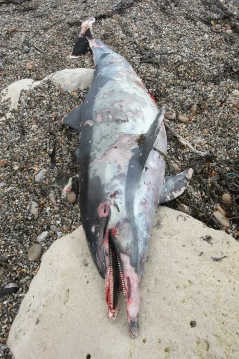 Framed Print : Short-beaked Common Dolphin (Delphinus delphis) dead adult, washed up on beach, Chesil Beach, Dorset, England, december Framed Print : Short-beaked Common Dolphin (Delphinus delphis) dead adult, washed up on beach, Chesil Beach, Dorset, England, december
