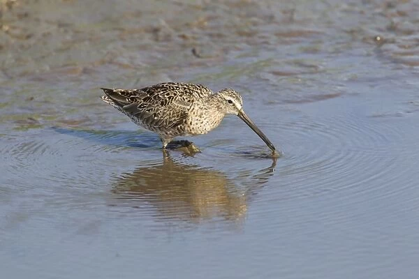 Short-billed Dowitcher (Limnodromus griseus) adult, breeding plumage, feeding in water, South Padre Island, Texas
