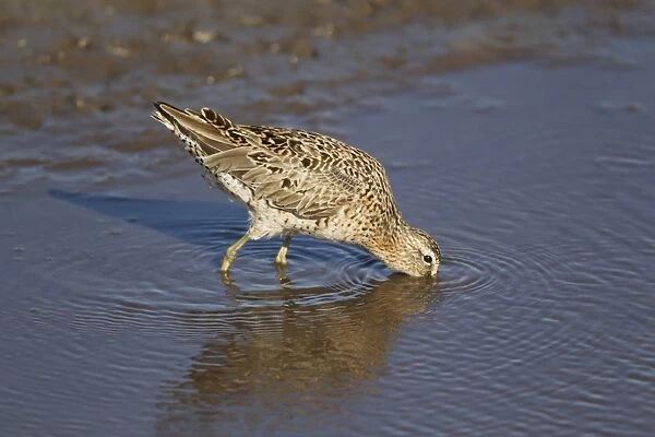 Short-billed Dowitcher (Limnodromus griseus) adult, breeding plumage, feeding in water, South Padre Island, Texas