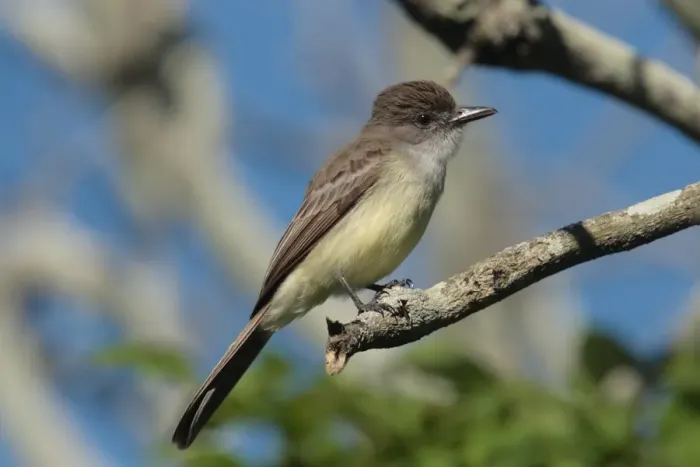 Framed Print : Short-crested Flycatcher (Myiarchus ferox) adult, perched on twig, Colonia Carlos Pellegrini, Corrientes, Argentina, november