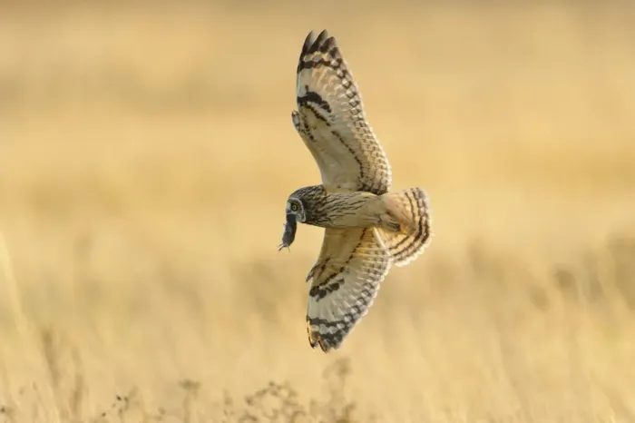 Framed Print : Short-eared Owl (Asio flammeus) adult, in flight, hunting over field, with vole prey in beak, Worlaby Carrs Framed Print : Short-eared Owl (Asio flammeus) adult, in flight, hunting over field, with vole prey in beak, Worlaby Carrs