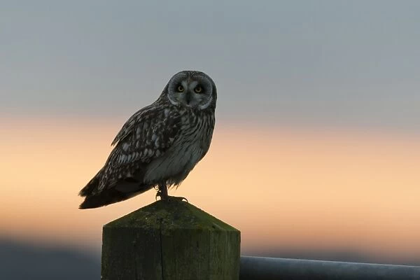 Short-eared Owl (Asio flammeus) adult, standing on post at sunset, Suffolk, England, December