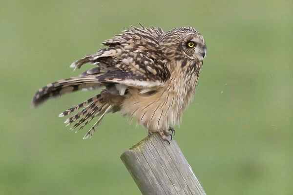 Short-eared Owl (Asio flammeus) adult, shaking body following preening, standing on post, Suffolk, England, December