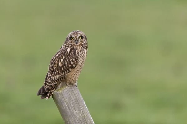 Short-eared Owl (Asio flammeus) adult, standing on post, Suffolk, England, December