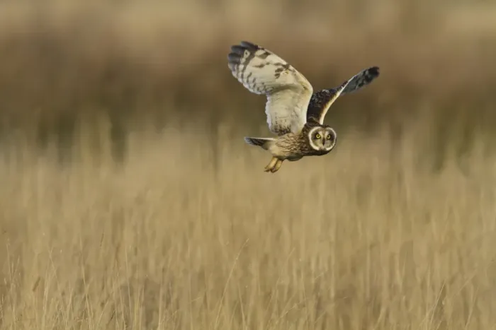Framed Print : Short-eared Owl (Asio flammeus) adult, in flight, hunting over rough grassland, Pilling Moss, The Fylde, Lancashire Framed Print : Short-eared Owl (Asio flammeus) adult, in flight, hunting over rough grassland, Pilling Moss, The Fylde, Lancashire