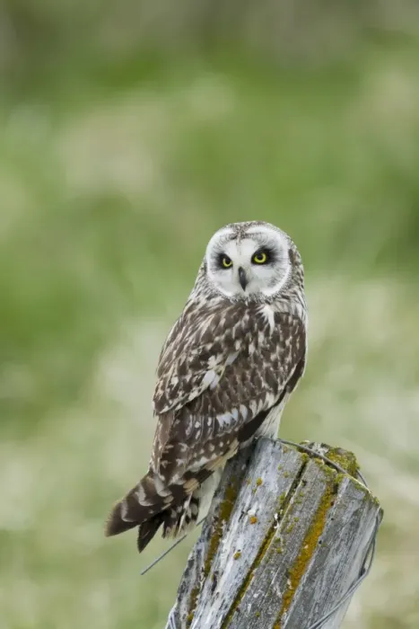 Framed Print : Short-eared Owl (Asio flammeus) adult, perched on post, Iceland, June Framed Print : Short-eared Owl (Asio flammeus) adult, perched on post, Iceland, June