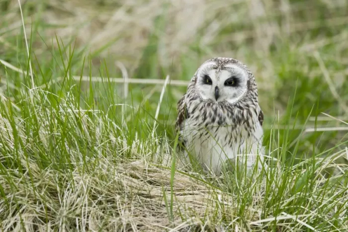 Framed Print : Short-eared Owl (Asio flammeus) adult, standing in long grass, Iceland, June Framed Print : Short-eared Owl (Asio flammeus) adult, standing in long grass, Iceland, June