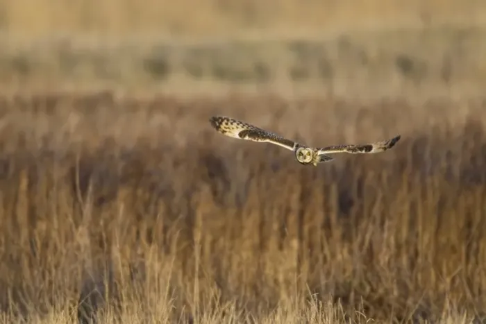 Framed Print : Short-eared Owl (Asio flammeus) adult, in flight, hunting over rough grassland, Isle of Sheppey, Kent, England, december Framed Print : Short-eared Owl (Asio flammeus) adult, in flight, hunting over rough grassland, Isle of Sheppey, Kent, England, december