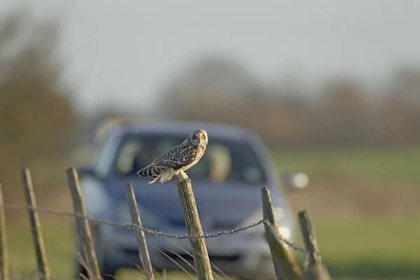 Short-eared Owl (Asio flammeus) adult, perched on fencepost, with car approaching in background, Isle of Sheppey, Kent, England, december