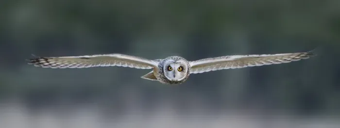 Framed Print : Short-eared Owl (Asio flammeus) adult, in flight, hunting over meadow, Leicestershire, England, december Framed Print : Short-eared Owl (Asio flammeus) adult, in flight, hunting over meadow, Leicestershire, England, december