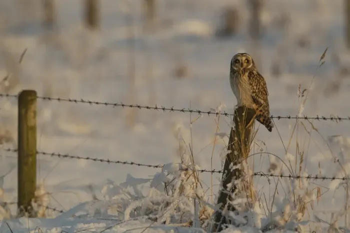 Framed Print : Short-eared Owl (Asio flammeus) adult, perched on fencepost in snow, Lincolnshire, England, january