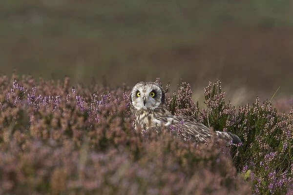 Short-eared Owl (Asio flammeus) adult, standing amongst flowering heather on moorland, Wales, october (captive)