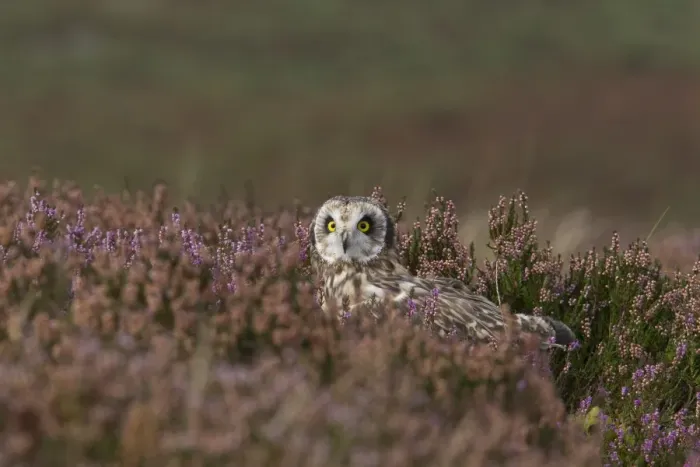 Framed Print : Short-eared Owl (Asio flammeus) adult, standing amongst flowering heather on moorland, Wales, october (captive) Framed Print : Short-eared Owl (Asio flammeus) adult, standing amongst flowering heather on moorland, Wales, october (captive)