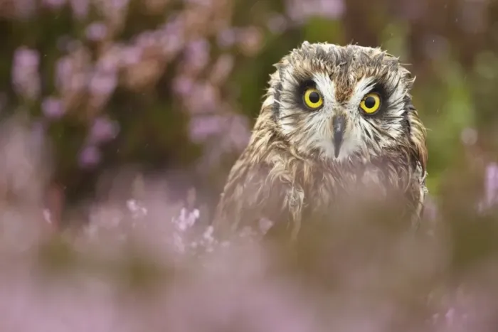 Framed Print : Short-eared Owl (Asio flammeus) adult, amongst heather on moorland during rain shower, Powys, Wales