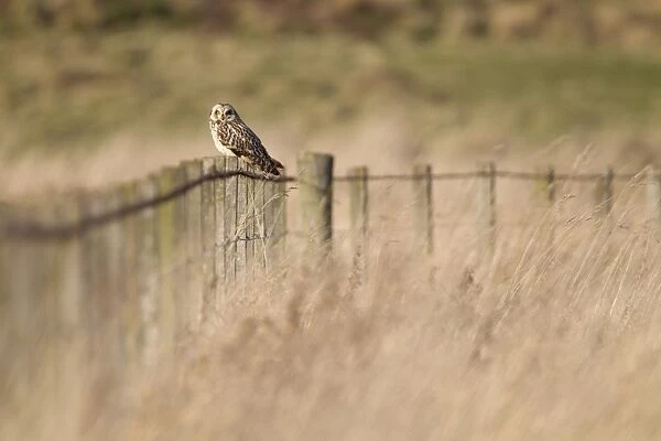 Short-eared Owl (Asio flammeus) adult, perched on fence in grassland hunting habitat, Whitesands, near Dunbar