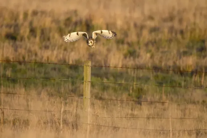 Framed Print : Short-eared Owl (Asio flammeus) adult, in flight, taking off from fencepost in grassland hunting habitat, Whitesands Framed Print : Short-eared Owl (Asio flammeus) adult, in flight, taking off from fencepost in grassland hunting habitat, Whitesands