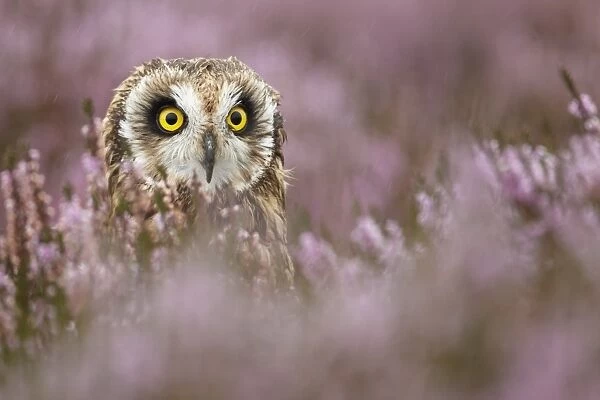 Short-eared Owl (Asio flammeus) adult, amongst heather on moorland during rain shower, Powys, Wales