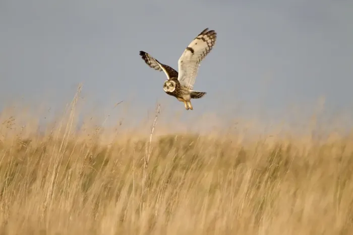 Framed Print : Short-eared Owl (Asio flammeus) adult, in flight, hunting over grassland, Whitesands, near Dunbar, East Lothian Framed Print : Short-eared Owl (Asio flammeus) adult, in flight, hunting over grassland, Whitesands, near Dunbar, East Lothian
