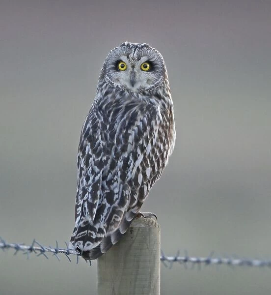 Short-eared Owl (Asio flammeus) adult, perched on fencepost, Leicestershire, England, march