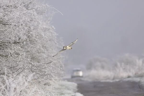 Short-eared Owl (Asio flammeus) adult, in flight over track with car in background, beside hedgerow in hoar frost